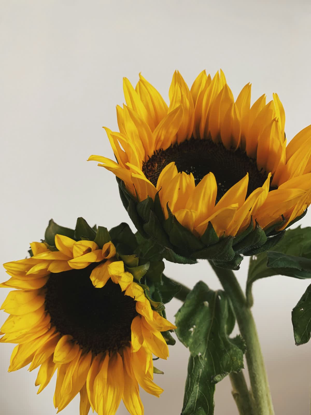Sunflowers for sale at NYC Flower House, photographed in the shop.